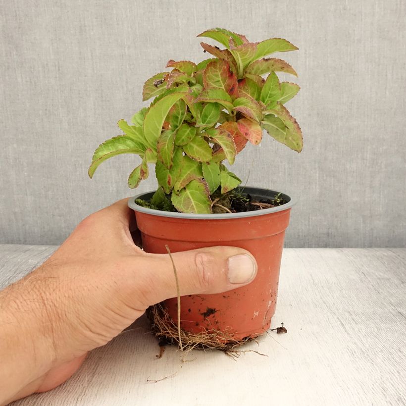 Ejemplar de Hortensia macrophylla Caipirinha - Hydrangea Maceta de 12 cm / 13 cm entregado en verano