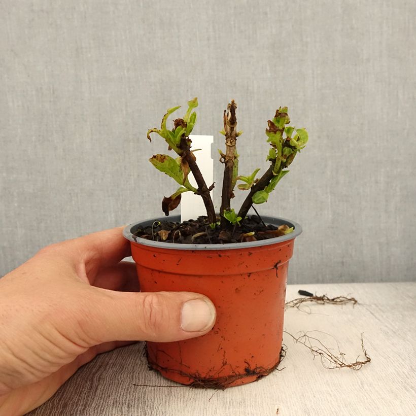 Hortensia macrophylla Caipirinha - Hydrangea Maceta de 12 cm / 13 cm Ejemplar entregado en la primavera