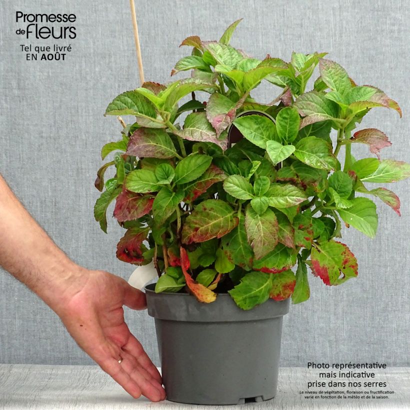 Ejemplar de Hortensia macrophylla Caipirinha - Hydrangea Maceta 2L/3L entregado en verano
