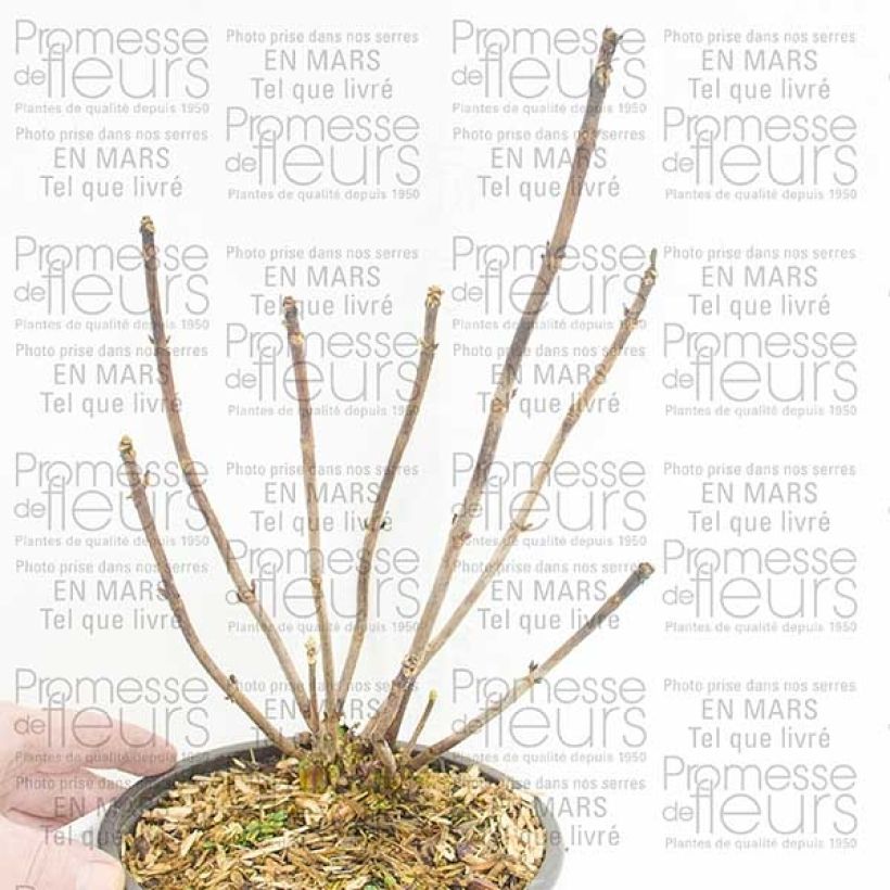 Ejemplo de ejemplar de Hortensia macrophylla Camino - Hydrangea Maceta 2L/3LAltura de entrega aprox. 15cm tal y como se entrega