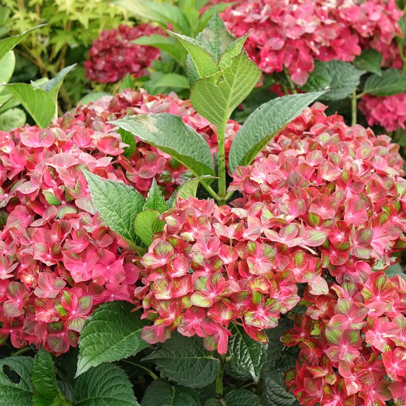 Hortensia macrophylla Chocolate Ever Belles - Hydrangea (Floración)