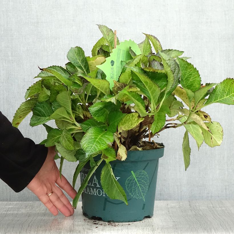 Ejemplar de Hortensia macrophylla Dark Angel Purple - Hydrangea Maceta 4L/5L entregado en otoño