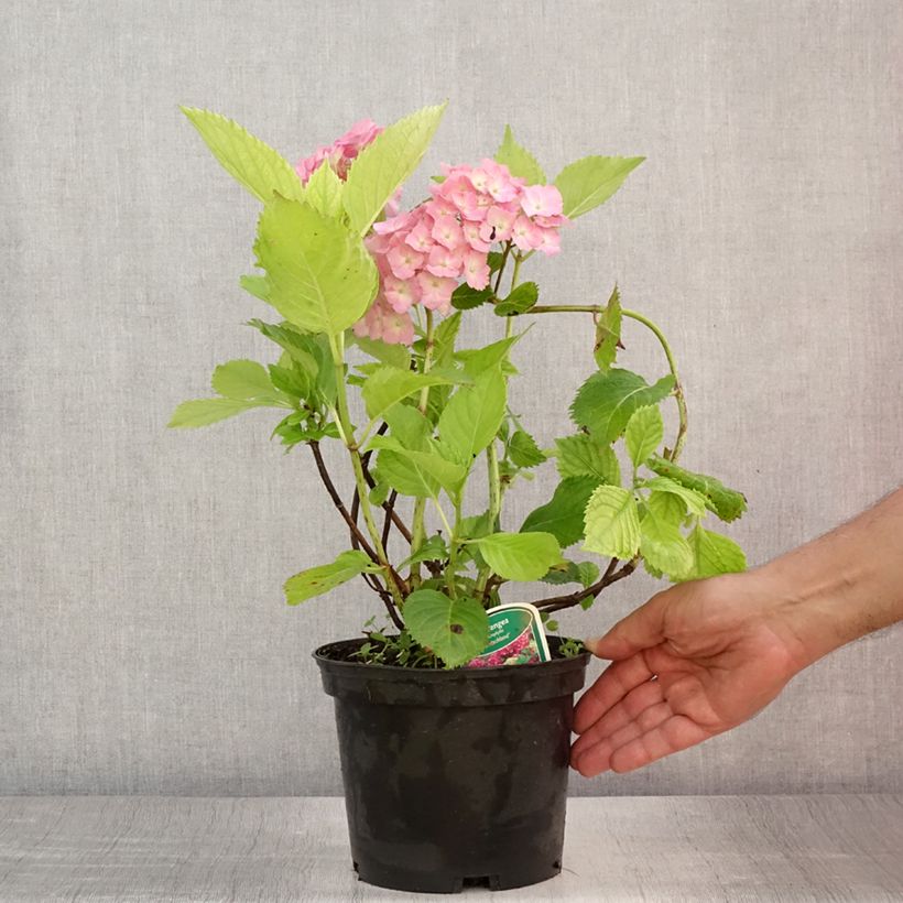 Ejemplar de Hortensia macrophylla Deutschland - Hydrangea Maceta 2L/3L entregado en verano