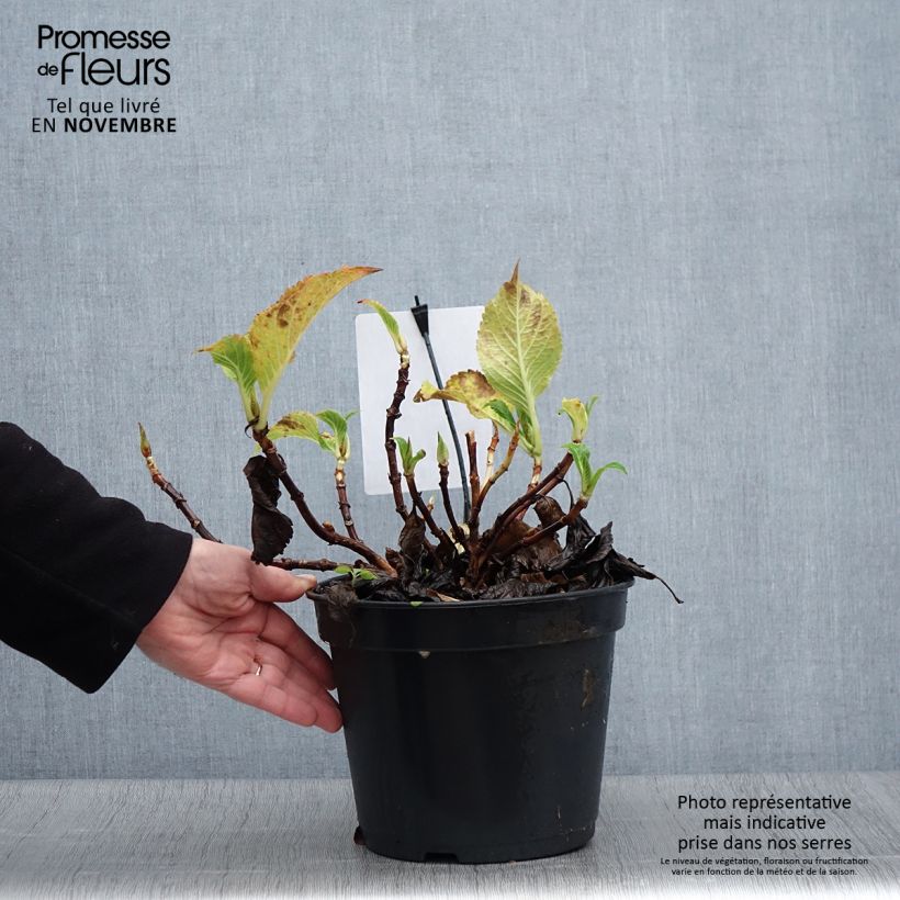 Ejemplar de Hortensia macrophylla Dolce Gipsy - Hydrangea Maceta 4L/5L entregado en otoño