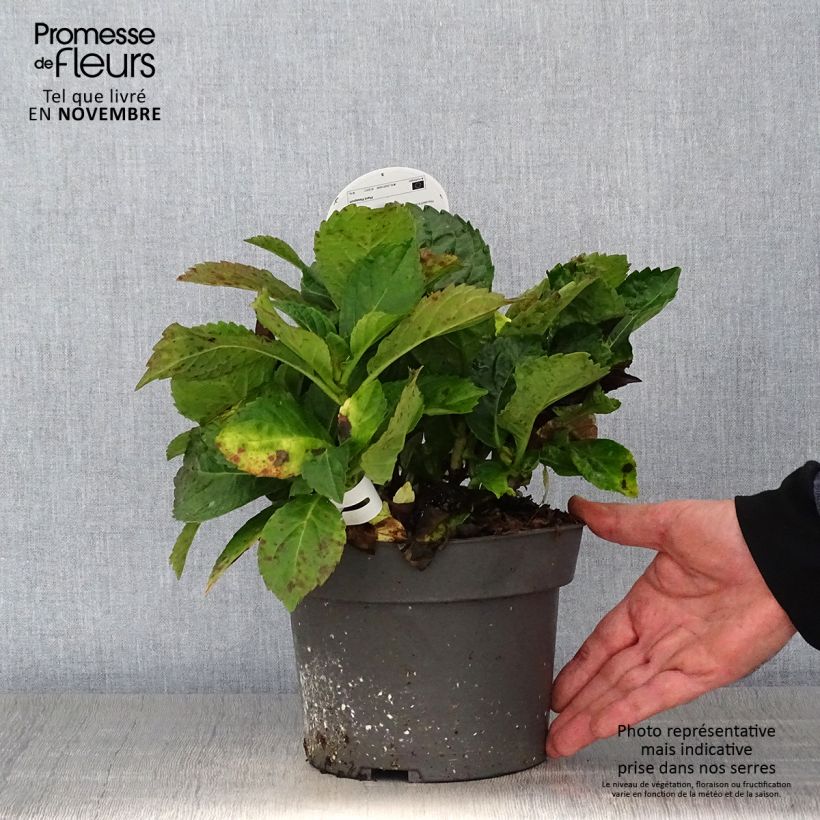 Ejemplar de Hortensia macrophylla Early Blue - Hydrangea Maceta 2L/3L entregado en otoño
