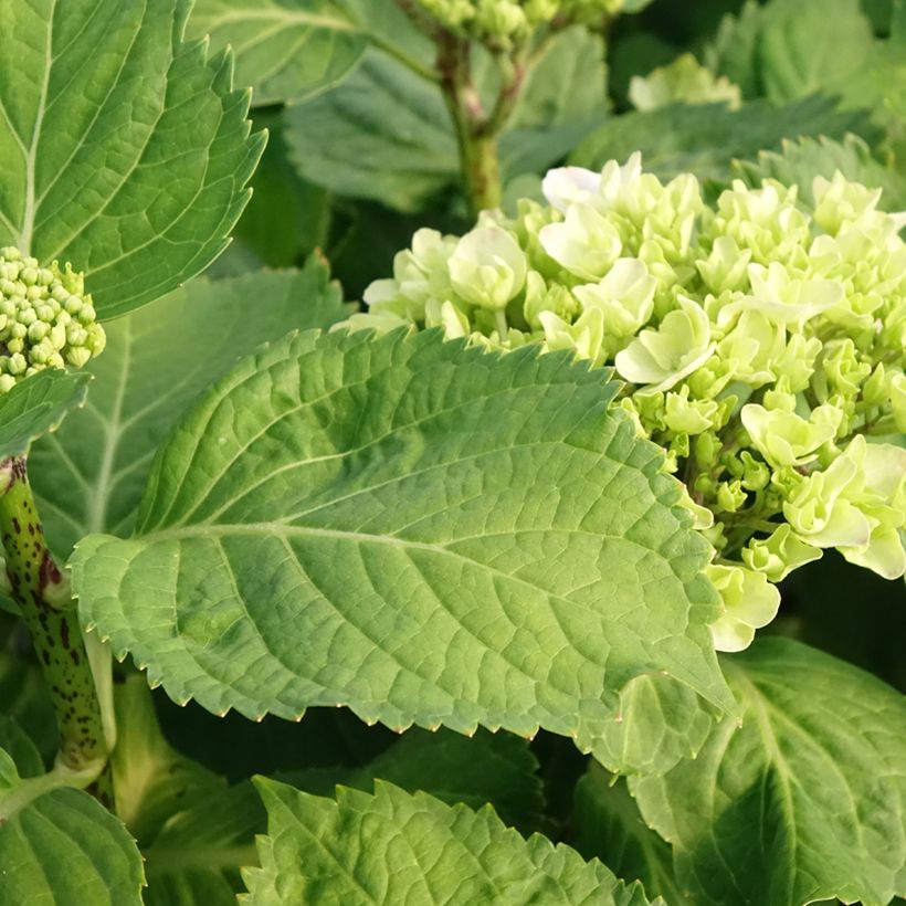 Hortensia macrophylla Early Blue - Hydrangea (Follaje)