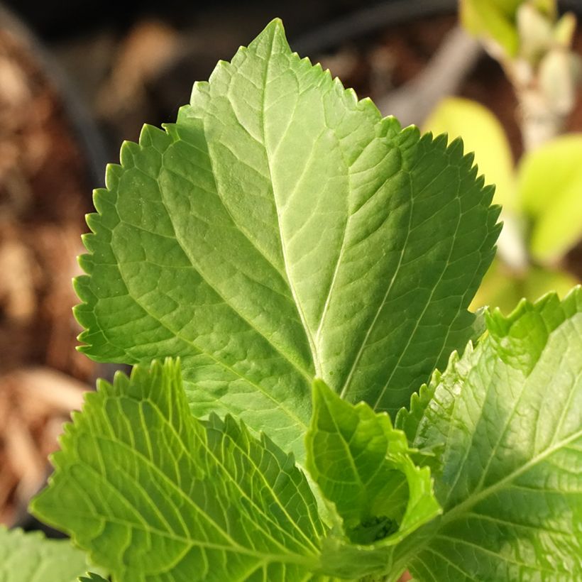 Hortensia macrophylla Early Blue - Hydrangea (Follaje)