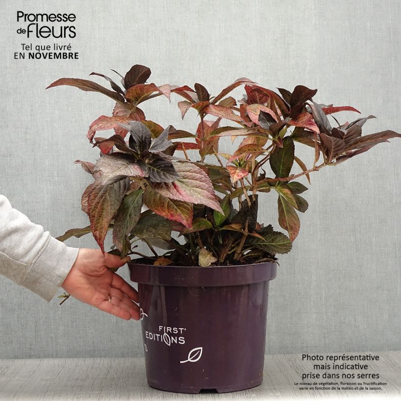 Ejemplar de Hortensia macrophylla Eclipse - Hydrangea Maceta 3L/4L entregado en otoño