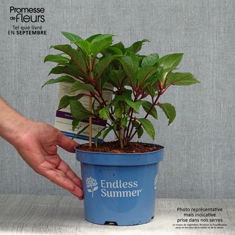 Ejemplar de Hortensia macrophylla Endless Summer Bloomstar - Hydrangea Maceta 3L/4L entregado en otoño