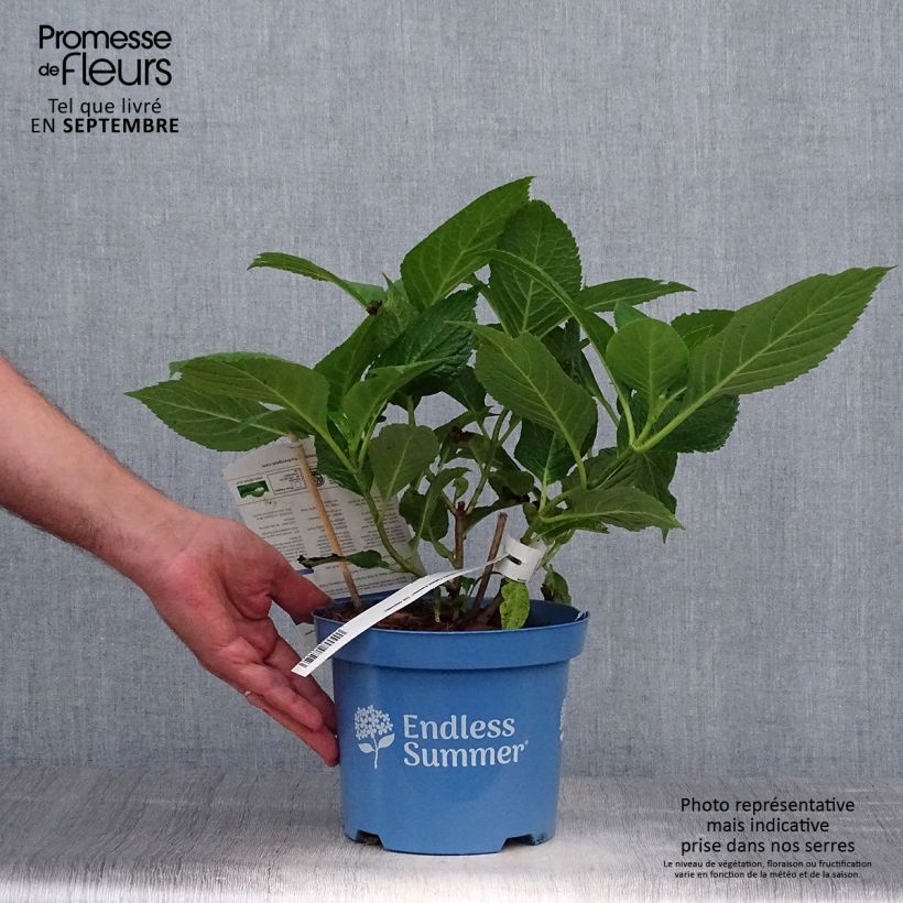 Ejemplar de Hortensia macrophylla Endless Summer The Original Blue - Hydrangea Maceta 2L/3L entregado en otoño