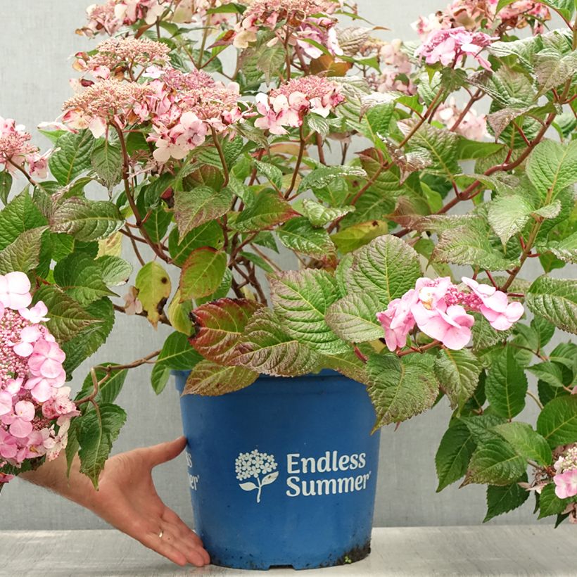 Ejemplar de Hortensia macrophylla Endless Summer Twist and Shout - Hydrangea Maceta 12L/15LAltura de entrega aprox. 40/50cm entregado en verano