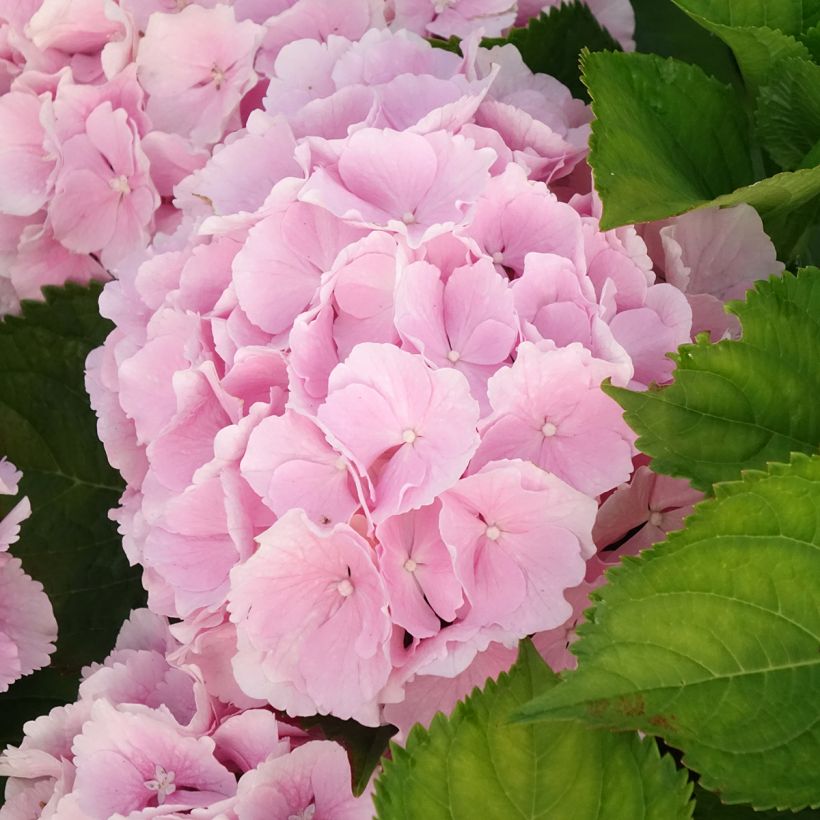 Hortensia macrophylla Everbloom Pink Wonder - Hydrangea (Floración)