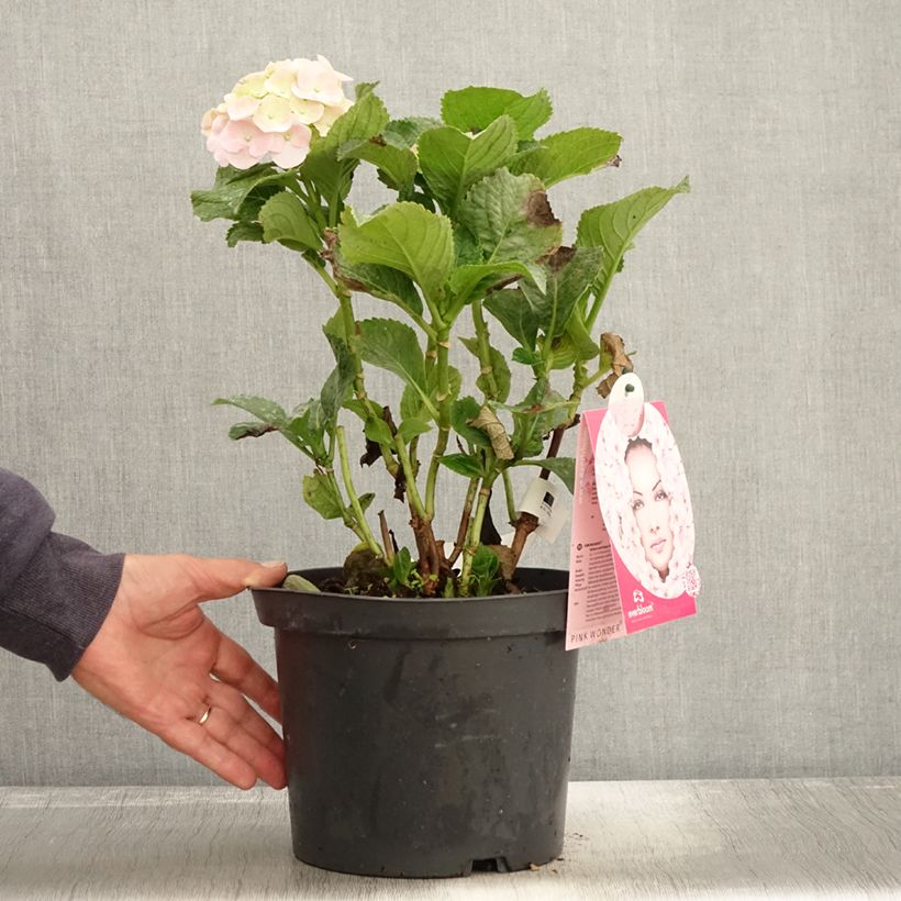 Ejemplar de Hortensia macrophylla Everbloom Pink Wonder - Hydrangea Maceta 4L/5L entregado en otoño