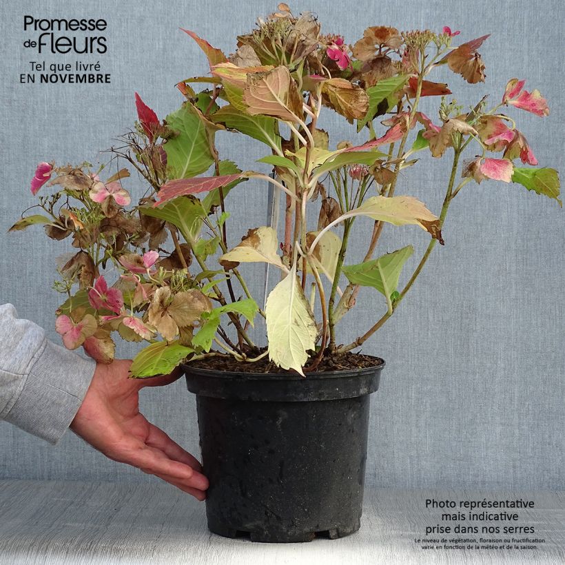 Ejemplar de Hortensia macrophylla Rendez-Vous French Cancan - Hydrangea Maceta 4L/5L entregado en otoño