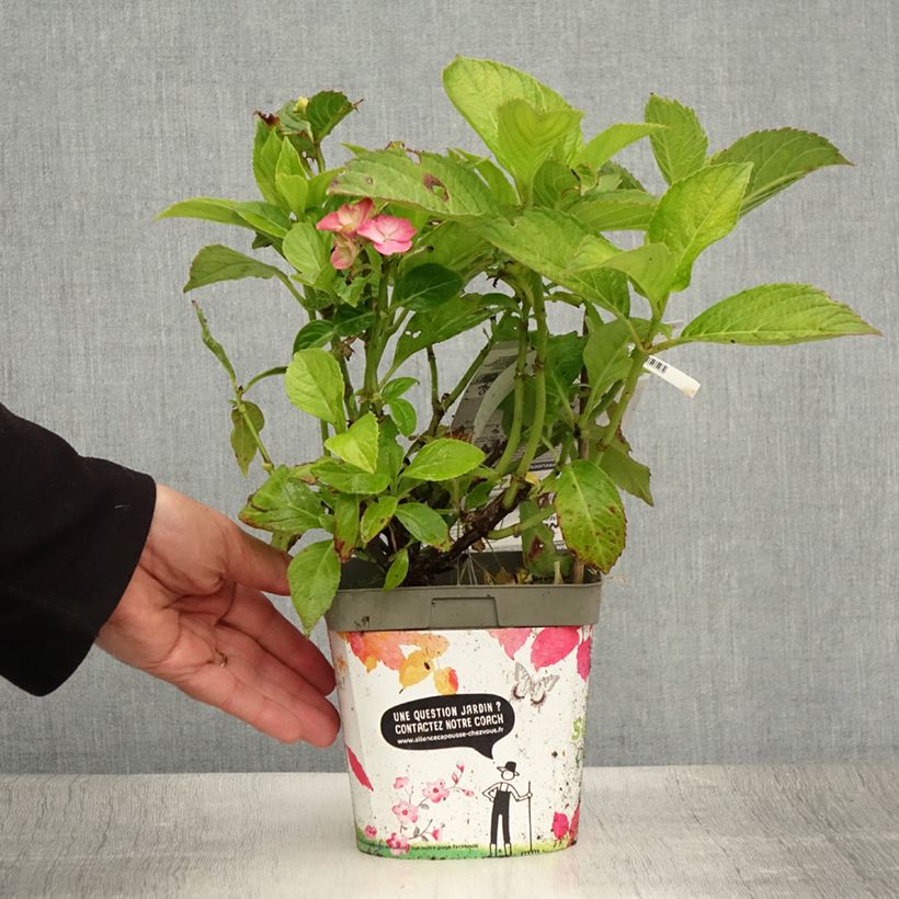 Ejemplar de Hortensia macrophylla Freudenstein (ScP) - Hydrangea Maceta 2L/3LAltura de entrega aprox. 20cm entregado en verano