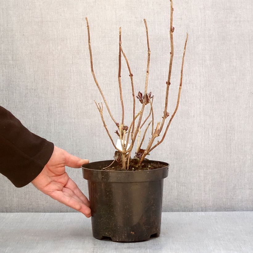 Hortensia macrophylla Gräfin Cosel - Hydrangea Maceta 3L/4L Ejemplar entregado en invierno