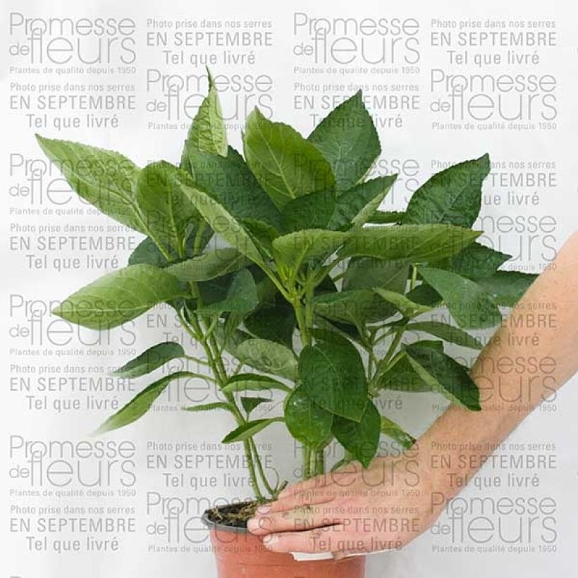 Ejemplo de ejemplar de Hortensia - Hydrangea macrophylla Great Star Blanc Bleu en pot de 2L tal y como se entrega