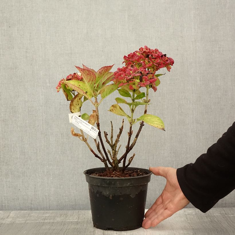 Ejemplar de Hortensia macrophylla Green Ever Belles - Hydrangea Maceta 2L/3L entregado en otoño