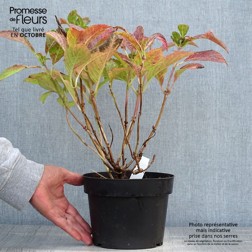 Ejemplar de Hortensia macrophylla Green shadow - Hydrangea Maceta 2L/3L entregado en otoño