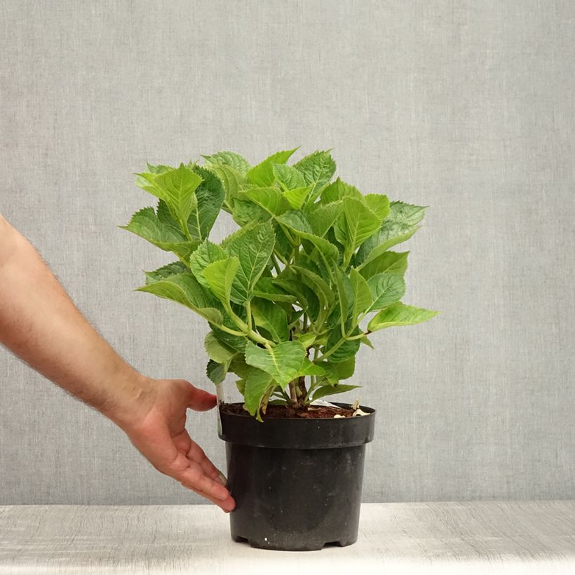 Ejemplar de Hortensia macrophylla Teller Kardinal - Hydrangea Maceta 2L/3LAltura de entrega aprox. 20+cm entregado en verano