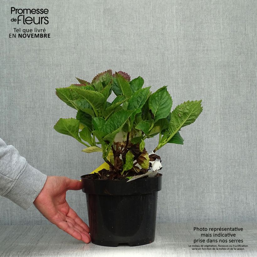 Ejemplar de Hortensia macrophylla Kardinal Violet - Hydrangea Maceta 2L/3L entregado en otoño