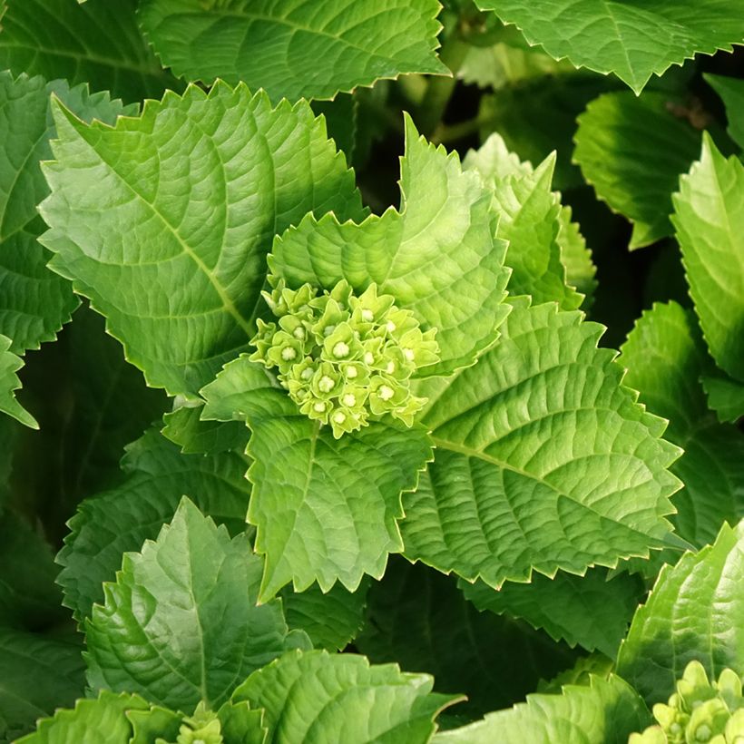 Hortensia macrophylla Lady Mata Hari - Hydrangea (Follaje)