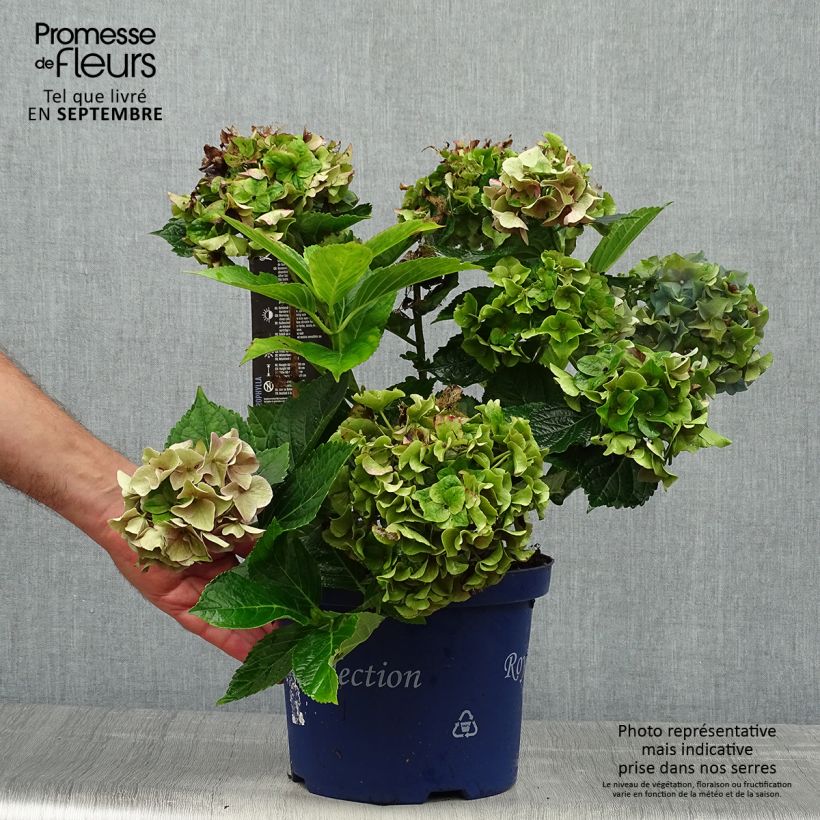 Ejemplar de Hortensia macrophylla Lady Mata Hari - Hydrangea Maceta 4L/5L entregado en otoño
