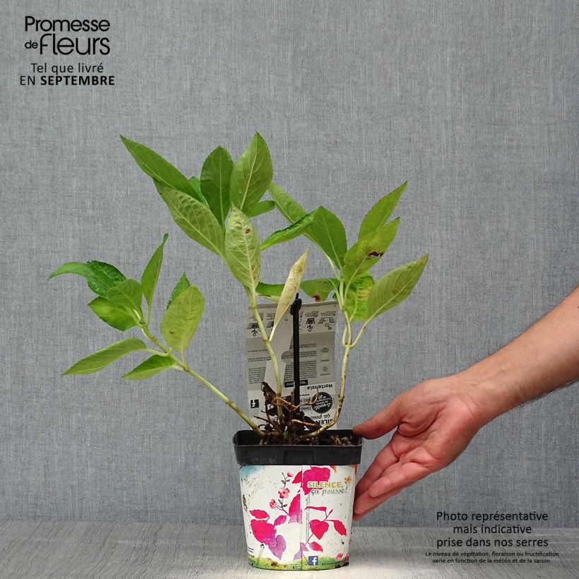 Ejemplar de Hortensia macrophylla Libelle - Hydrangea Maceta 2L/3L entregado en otoño