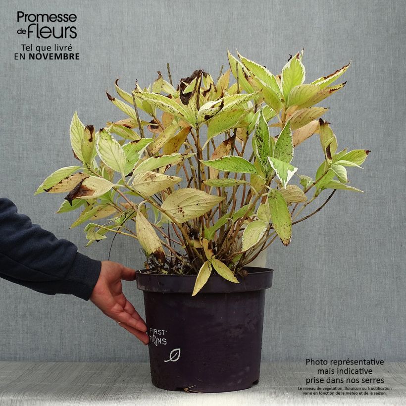Ejemplar de Hortensia macrophylla Light'o'Day - Hydrangea Maceta 7,5L/10L entregado en otoño
