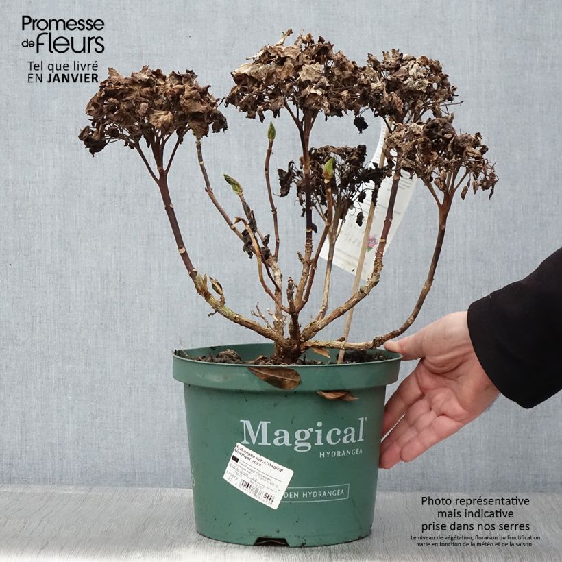 Hortensia macrophylla Magical Amethyst - Hydrangea Maceta 4L/5L Ejemplar entregado en invierno
