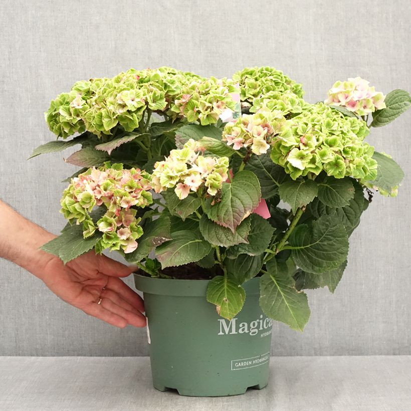 Ejemplar de Hortensia macrophylla Magical Amethyst - Hydrangea Maceta 4L/5L entregado en verano
