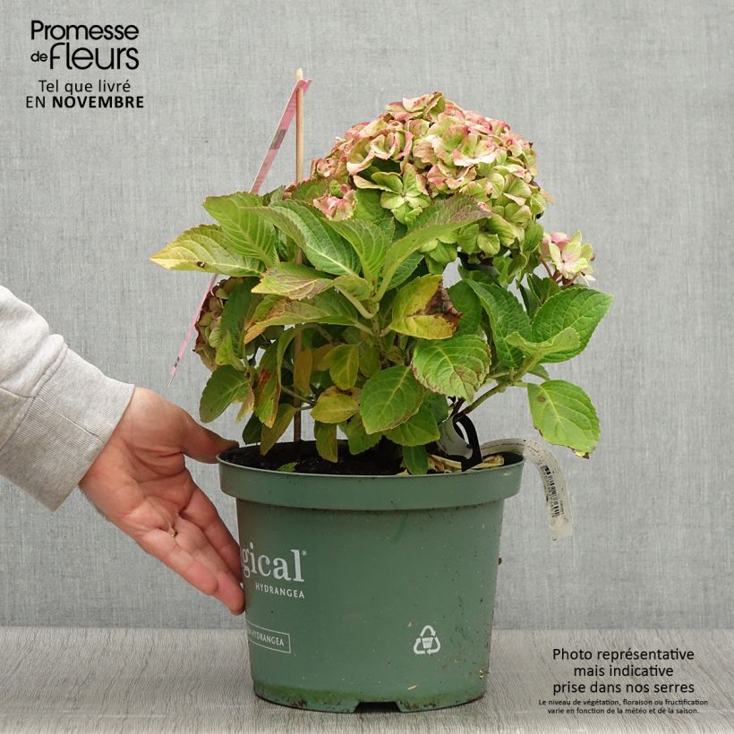 Ejemplar de Hortensia macrophylla Magical Jewel rosa - Hydrangea Maceta 4L/5L entregado en otoño