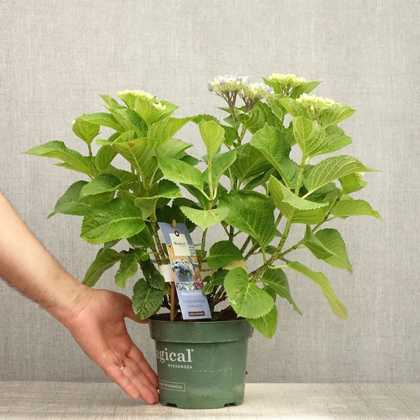 Ejemplar de Hortensia macrophylla Magical Revolution Bleu - Hydrangea Maceta 1,5L/2L entregado en verano