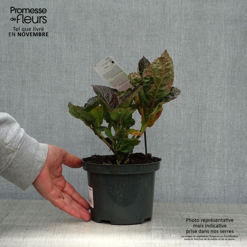 Ejemplar de Hortensia macrophylla Merveille Sanguine - Hydrangea Maceta 2L/3L entregado en otoño