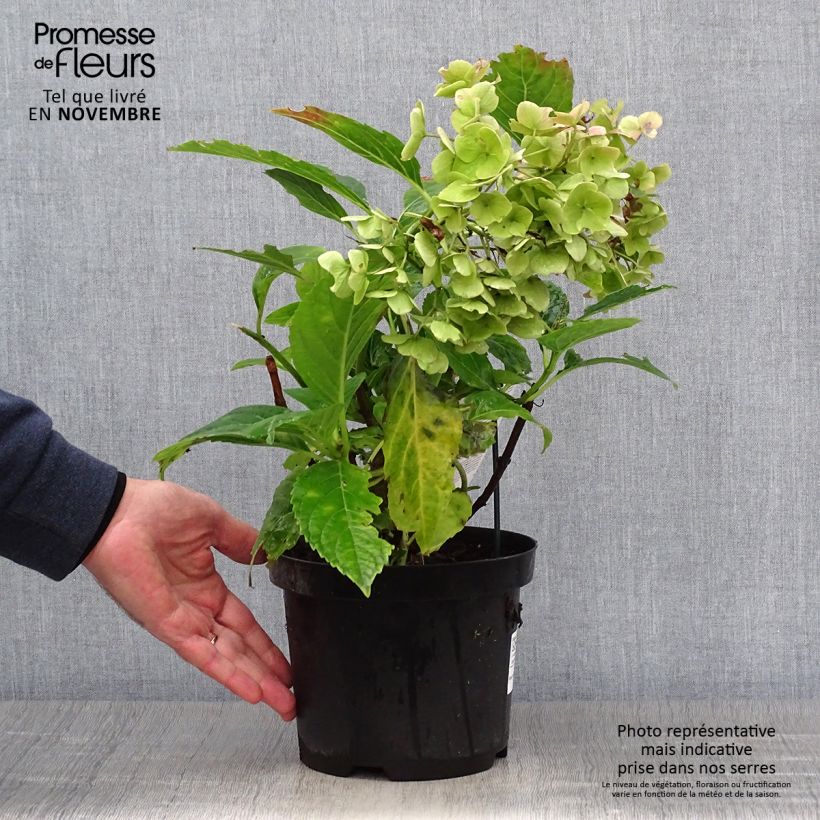 Ejemplar de Hortensia macrophylla Teller Messalina - Hydrangea Maceta 2L/3L entregado en otoño