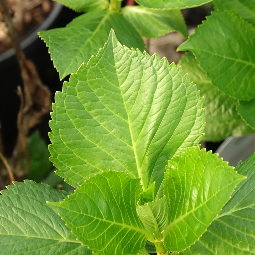 Hortensia macrophylla Teller Messalina - Hydrangea (Follaje)