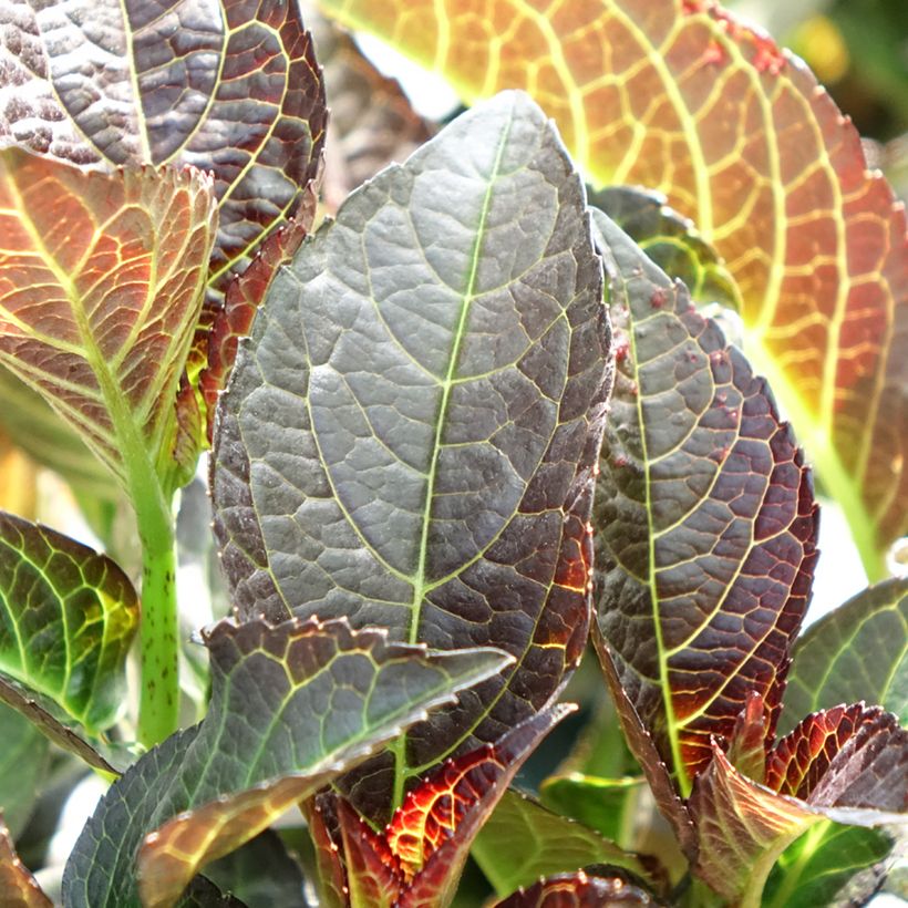 Hortensia macrophylla Midnight Pearl - Hydrangea (Follaje)