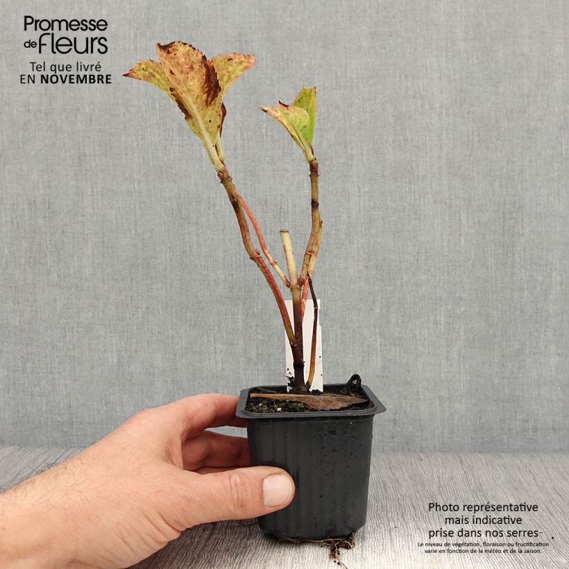 Ejemplar de Hortensia macrophylla Nikko Blue - Hydrangea Maceta de 8/9 cm entregado en otoño