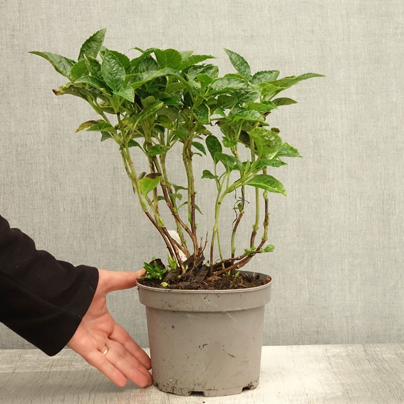 Ejemplar de Hortensia macrophylla Pia - Hydrangea Maceta 2L/3L entregado en otoño