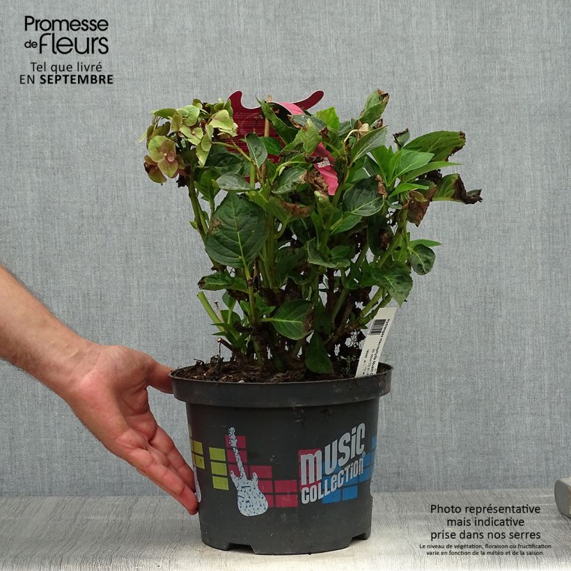 Ejemplar de Hortensia macrophylla Pink Pop - Hydrangea Maceta 4L/5L entregado en otoño