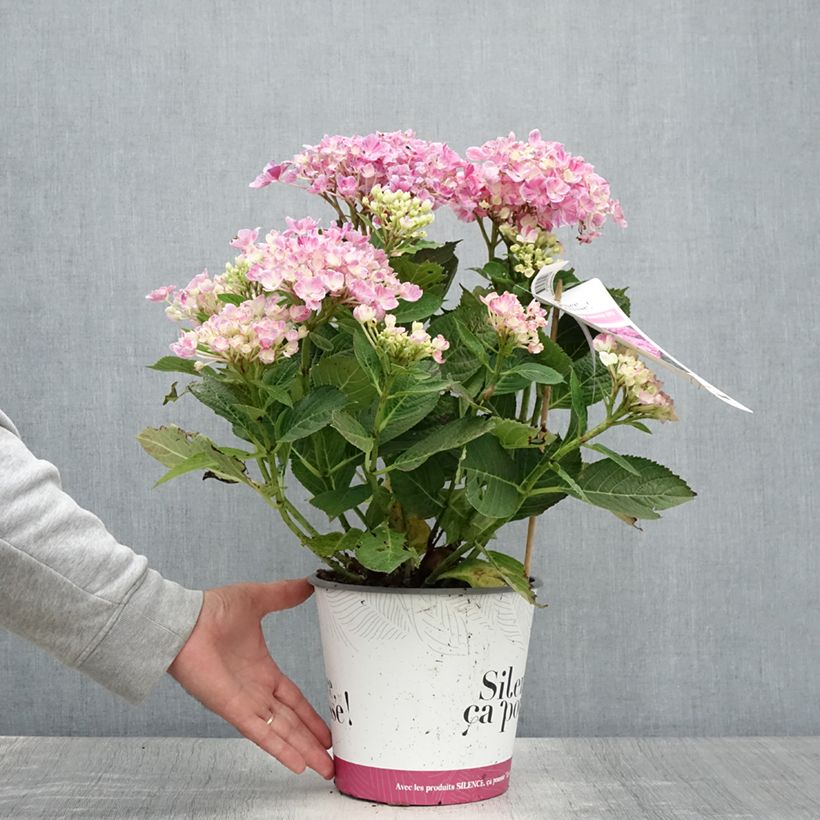 Ejemplar de Hortensia macrophylla Pinky Binder - Hydrangea Maceta 4L/5L entregado en verano