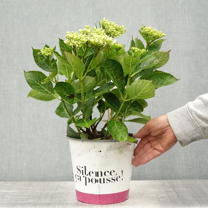 Hortensia macrophylla Pinky Binder - Hydrangea Maceta 4L/5LAltura de entrega aprox. 30/40cm Ejemplar entregado en la primavera