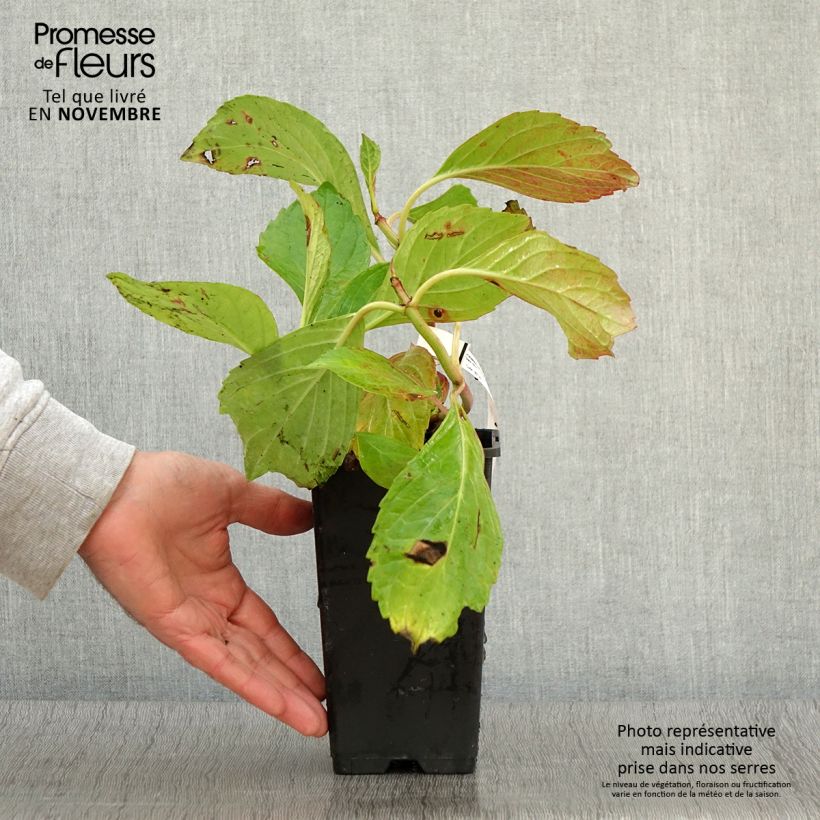 Ejemplar de Hortensia macrophylla Princess Diana - Hydrangea Maceta 1,5L/2L entregado en otoño