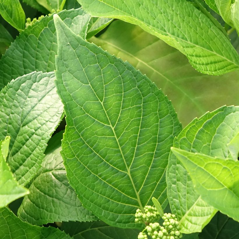 Hortensia macrophylla Princess Diana - Hydrangea (Follaje)