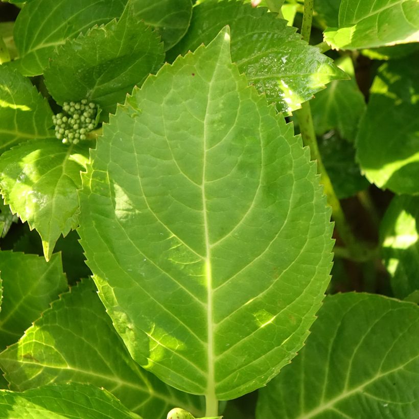 Hortensia macrophylla Rahic - Hydrangea (Follaje)