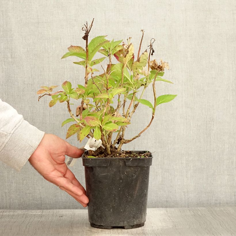 Ejemplar de Hortensia macrophylla Rahic - Hydrangea Maceta 3L/4L entregado en otoño