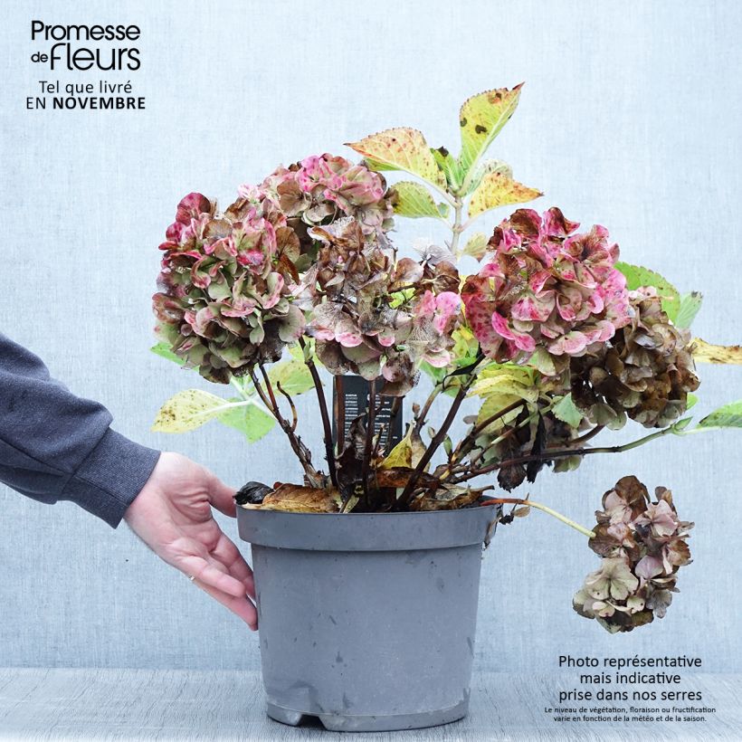 Ejemplar de Hortensia macrophylla Rosita - Hydrangea Maceta 7,5L/10L entregado en otoño