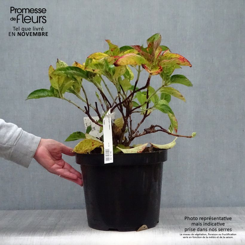 Ejemplar de Hortensia macrophylla Rotschwanz - Hydrangea Maceta 7,5L/10L entregado en otoño