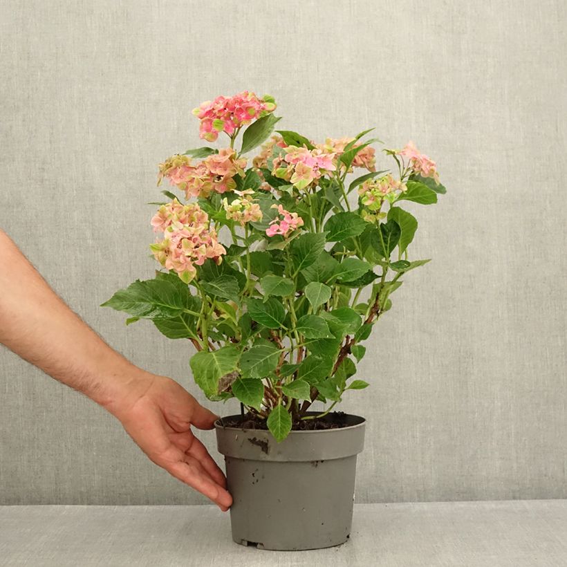 Ejemplar de Hortensia macrophylla Schloss Wackerbarth - Hydrangea Maceta 3L/4L entregado en verano