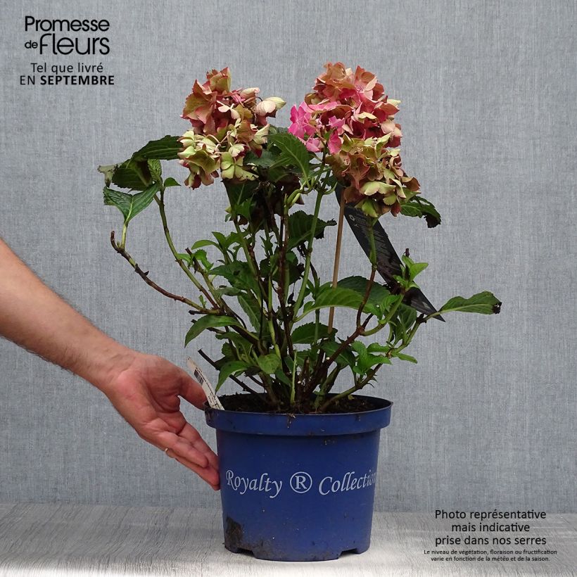 Ejemplar de Hortensia macrophylla Dutch Ladies Selma - Hydrangea Maceta 4L/5L entregado en otoño